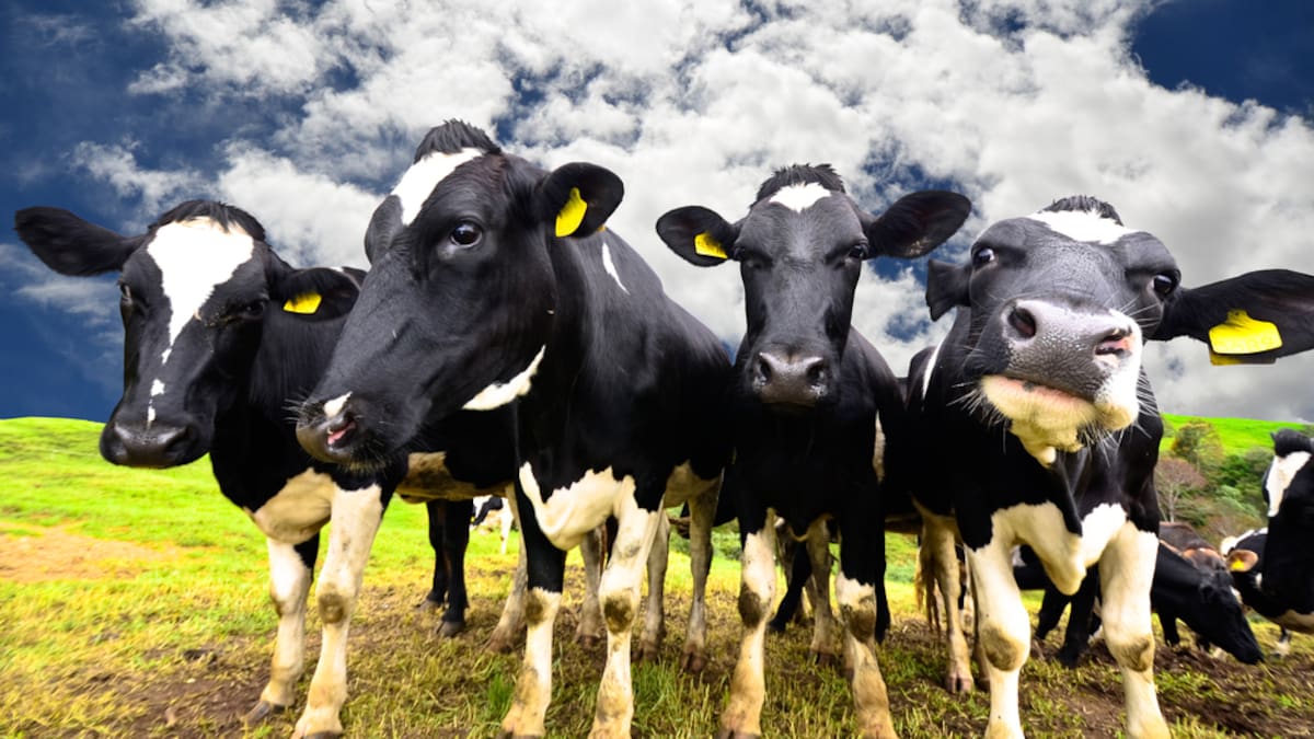 El Niño could push farm costs to $6.78/kgMS, cut milk production